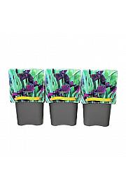 Iris ensata Variegata C5 Lit.