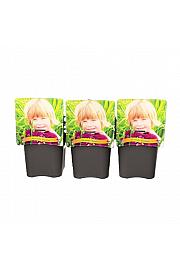 Iris ensata Sensation C5 Lit.