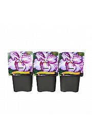 Iris ensata Harlequinsque® C5 Lit.