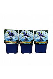Iris ensata Greywoods Catrina® C5 Lit.