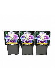 Iris ensata Angel Mountain ® C5 Lit.