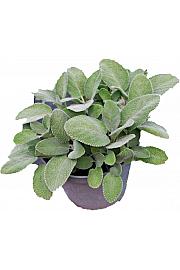 Salvia maxima Ø14
