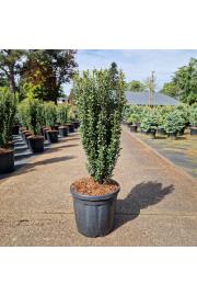 Ilex crenata Fastigiata C18 Lit. 70-80 cm
