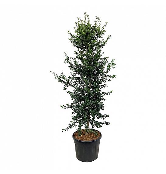 Ilex aquipernyi Dragon Lady C90 Lit. 225-250 cm; Piramida na steblu 20 cm extra