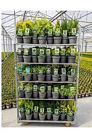 Iglavci Ekskluzivni Mix C2,5 Lit. 20-40 cm; 1 CC VOZIČEK = 120 KOS