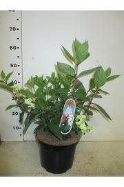 Hydrangea paniculata Wim's Red C7,5 Lit. 30-40 cm