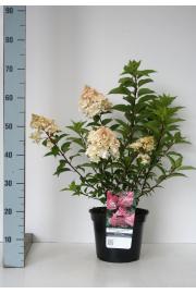 Hydrangea paniculata Vanille Fraice C7,5 Lit. 40-50 cm