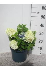 Hydrangea paniculata Little Spooky C5 Lit. 20-25 cm