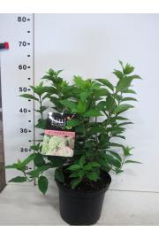 Hydrangea paniculata Little Lime C5 Lit. 25-30 cm