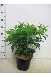 Hydrangea paniculata Limelight C7,5 Lit. 40-50 cm