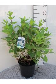 Hydrangea paniculata Grandiflora C7,5 Lit. 40-50 cm