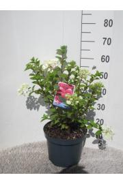 Hydrangea paniculata Diamant Rouge C7,5 Lit. 30-50 cm