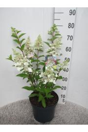 Hydrangea paniculata Candlelight C7,5 Lit. 40-50 cm