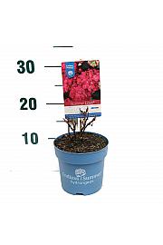 Hydrangea macrophylla Summer Love® Red C1,5 Lit. 10-15 cm