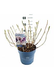 Hydrangea macrophylla Summer Love Purple C10 Lit. 25-30 cm