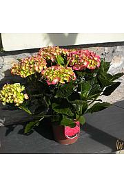 Hydrangea macrophylla C3 lit. mix 30-40 cm