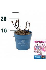 Hydrangea macrophylla BloomStar® Pink C1,5 Lit. 10-15 cm