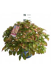 Hydrangea macrophylla BloomStar Pink C10 Lit. 25-30 cm