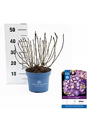 Hydrangea macrophylla BloomStar Blue C5 Lit. 25-30 cm