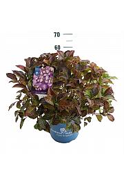 Hydrangea macrophylla BloomStar Blue C10 Lit. 25-30 cm