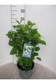 Hydrangea arborescens Annabelle C7,5 Lit. 40-50 cm