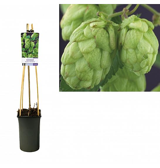 Humulus lupulus Nordbrau C2,5 Lit. 40-60 cm
