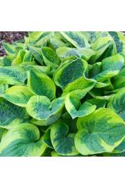 Hosta Wide Brim Ø11