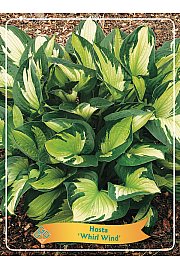 Hosta Whirl Wind Ø11