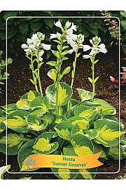 Hosta Sunset Grooves Ø11
