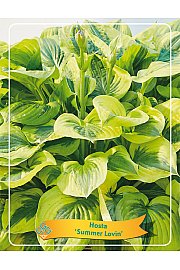 Hosta Summer Lovin Ø11