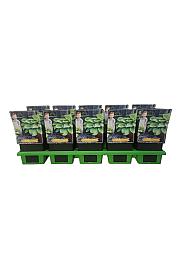 Hosta Sum and Substance Ø11