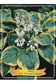 Hosta sieb. Frances Williams Ø11
