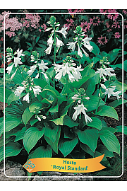 Hosta Royal Standard fi 11cm