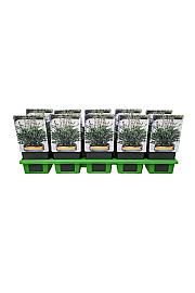 Hosta Praying hands Ø11