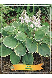 Hosta Pizzazz Ø11