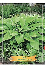 Hosta Marmelade on Toast Ø11
