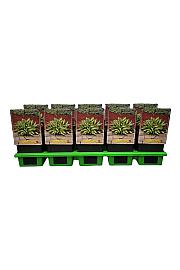 Hosta Lakeside Little Tuft Ø11