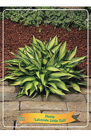 Hosta Lakeside Little Tuft Ø11