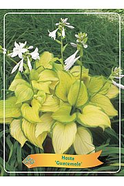 Hosta Guacemole Ø11
