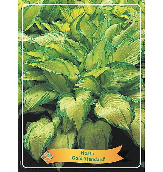 Hosta Gold Standard Ø11