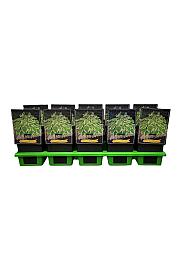 Hosta Frozen Margarita Ø11