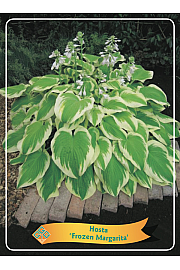 Hosta Frozen Margarita Ø11