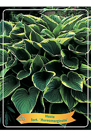 Hosta fort. Aureomarginata Ø11