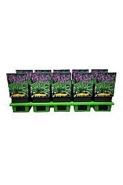 Hosta Elisabeth fi 11 cm