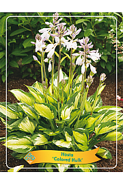 Hosta Colored Hulk fi 11