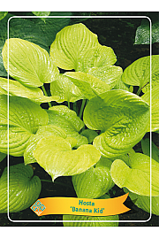 Hosta Banana Kid Ø11