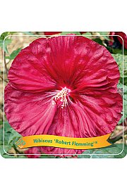 Hibiscus Robert Flemming ® C5 Lit.