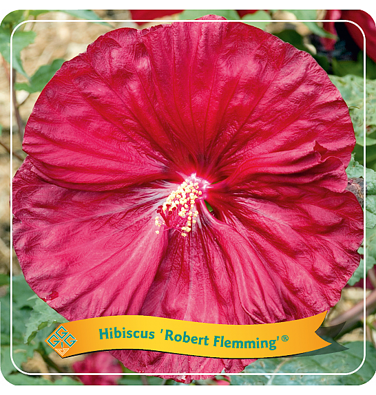 Hibiscus Robert Flemming ® C5 Lit.