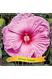Hibiscus Fantasia C5 Lit.