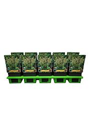 Heuchera sanguinea White Cloud Ø11